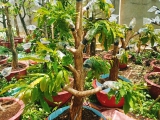 CUNG CẤP MAI GHÉP