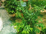 CHĂM SÓC CÂY CẢNH