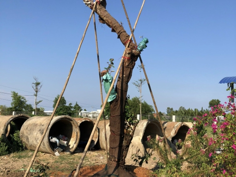 CÂY KIỂNG ĐẸP GÒ CÔNG