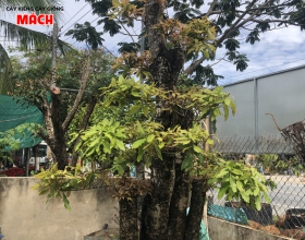Cây lọc vừng