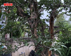 Cây ổi sẻ