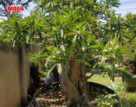 CÂY CỔ THỤ