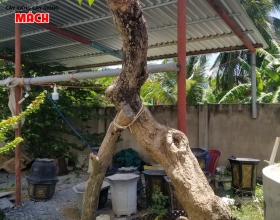 CÂY CÔNG TRÌNH TẠI TIỀN GIANG