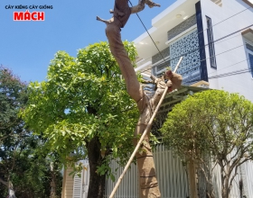 CÂY CỔ THỤ 2