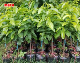 CÂY MĂNG CỤT GIỐNG