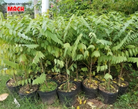 CÂY CHÙM RUỘT GIỐNG