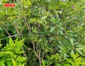 CÂY SAPOCHE GIỐNG