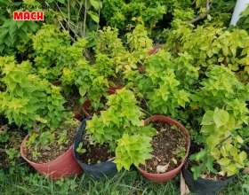 CÂY HOA GIẤY CON