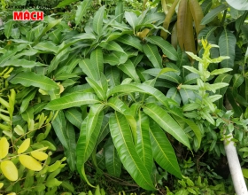 CÂY XOÀI GIỐNG - CÂY GIỐNG GÒ CÔNG