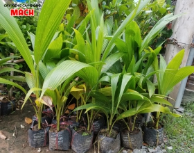 DỪA XIÊM GIỐNG