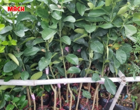 BƯỞI GIỐNG 
