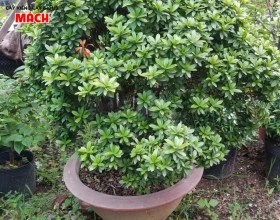 HOA KIỂNG GÒ CÔNG - CÂY KIỂNG MÁCH 