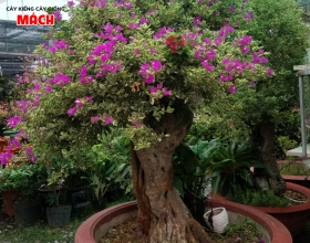 HOA GIẤY CẨM THẠCH