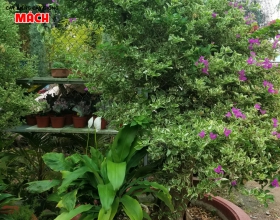 CÂY HOA GIẤY CẨM THẠCH