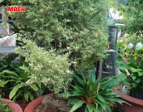 CÂY KIỂNG TIỀN GIANG