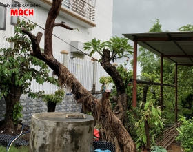 Mai tứ quí 64 hoành gl