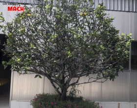 Tứ quí lên chậu gl ae