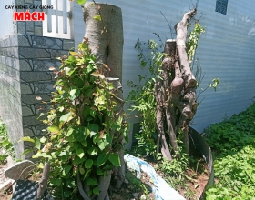 GỐC CÂY GỪA BÚP ĐỎ
