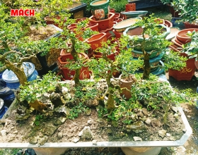 TIỂU CẢNH BOSAI