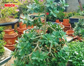 CÂY KIỂNG ĐẸP GÒ CÔNG TIỀN GIANG