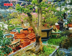 HOA GIẤY KIỂNG