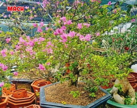 HOA GIẤY - HOA KIỂNG GÒ CÔNG