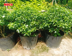 HOA KIỂNG GÒ CÔNG