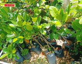 MÍT THÁI GIỐNG