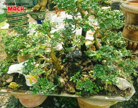 CÂY CẢNH GÒ CÔNG - DỊCH VỤ CÂY CẢNH