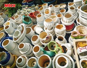 CHẬU KIỂNG ĐẸP GIÁ RẺ TẠI GÒ CÔNG