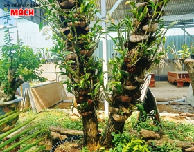 LAN HỒ ĐIỆP RỪNG