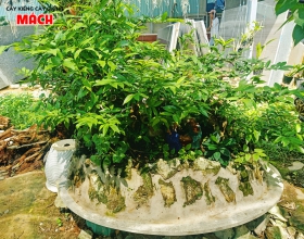 CÂY KIỂNG 4