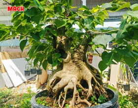 CÂY KIỂNG 5