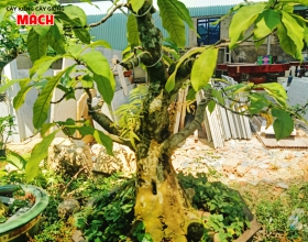 MAI KIỂNG 1