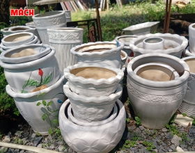 CUNG CẤP CHẬU KIỂNG