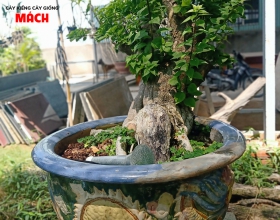 HOA GIẤY