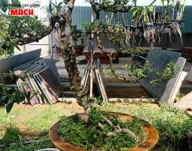 CÂY KIỂNG 9