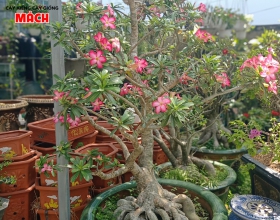 HOA SỨ KIỂNG