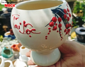CHẬU KIỂNG ĐẸP