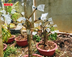 MAI TỨ QUÝ GHÉP CÚC THỌ HƯƠNG 2