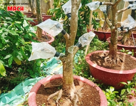 VƯỜN MAI  VÀNG GÒ CÔNG