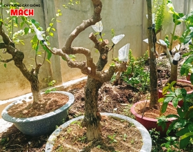 Bông giấy ghép Ngũ Sắc