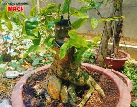 MAI VÀNG GHÉP CÚC THỌ HƯƠNG