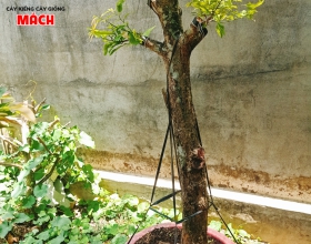 Mai Tứ Quý Ghép Cúc thọ Hương