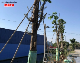 THI CÔNG CÂY CÔNG TRÌNH GÒ CÔNG TIỀN GIANG