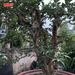 Cây ổi sẻ
