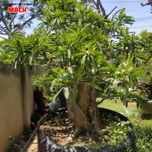 CÂY CỔ THỤ