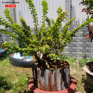 CÂY KIỂNG GÒ CÔNG