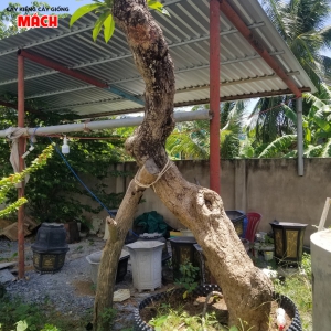 CÂY CÔNG TRÌNH TẠI TIỀN GIANG