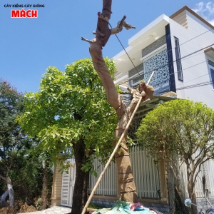 CÂY CỔ THỤ 2